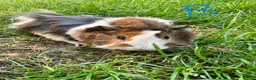 Guinea Pig rodents for sale: Male Guinea Pigs For Sale  - Advert 3