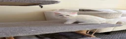 Turkish Angora cats for sale: Long hair kittens  - Advert 2