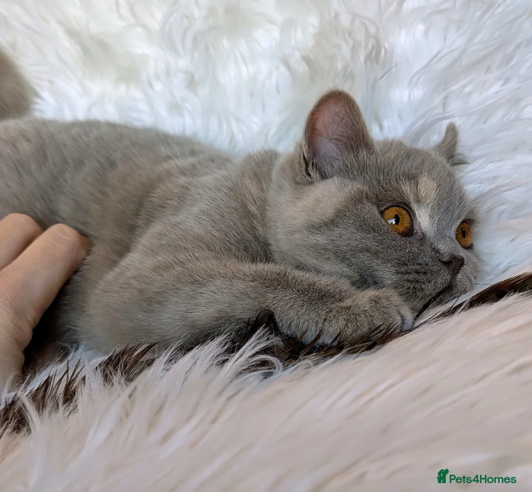British Shorthair cats for sale: Gorgeous lilac tortie girl please read advent  - Advert 5