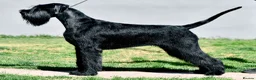 Giant Schnauzer dogs for sale: PrimaVista Giant Schnauzers in Wisbech - Advert 2