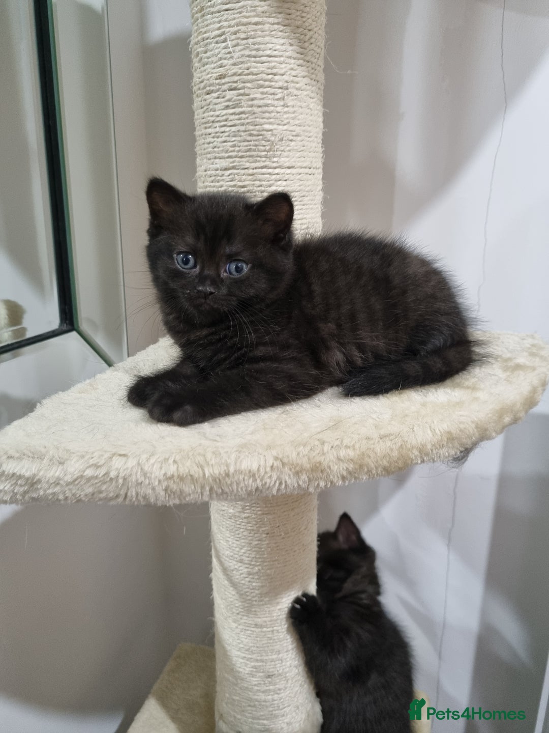British Shorthair cats for sale: British short hair kitten  - Image 4