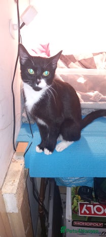 Mixed Breed cats Tabby kittens - Advert 1