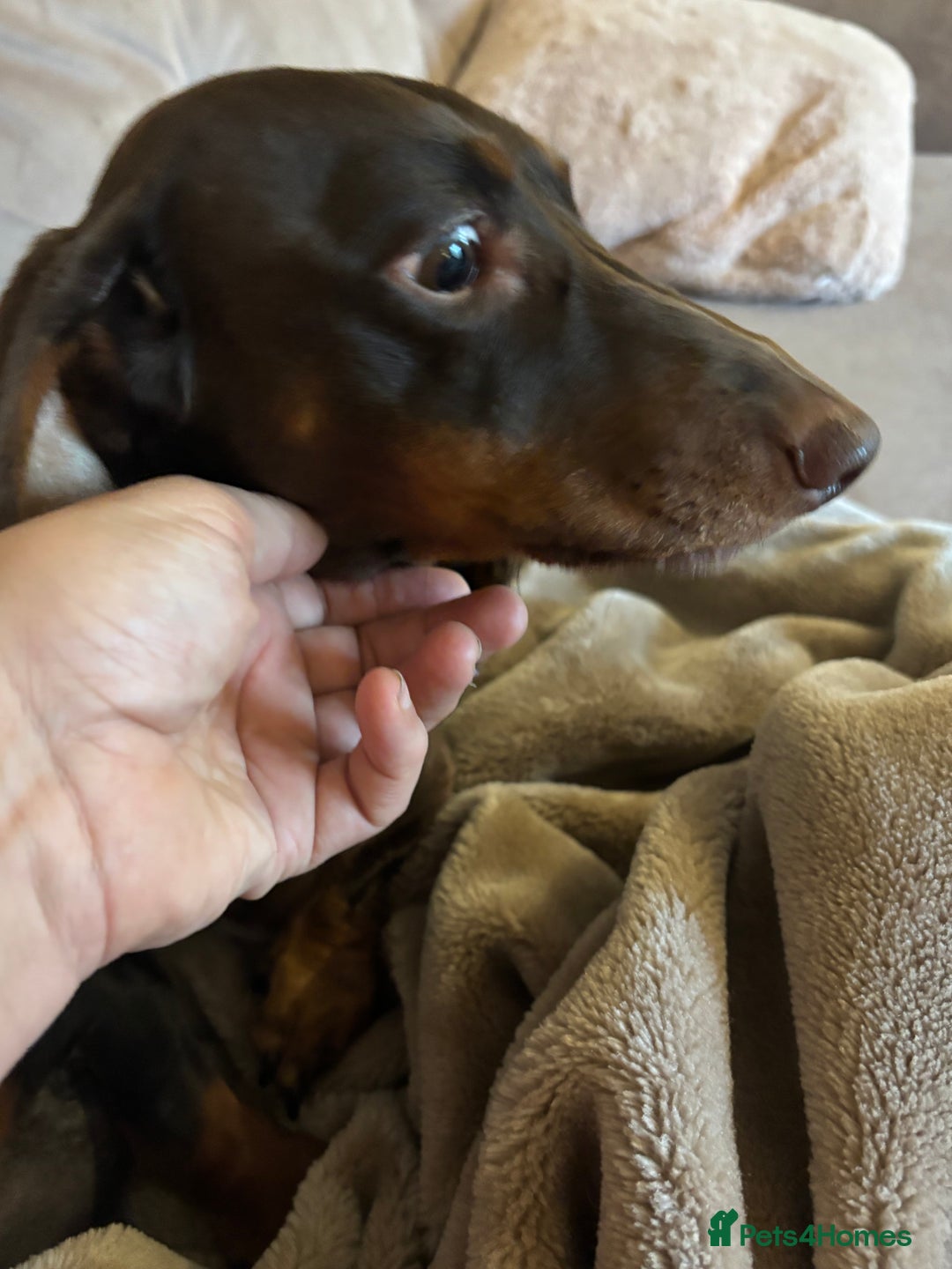 Dachshund dogs for sale: Dachshund boy pure breed stunning - Advert 6