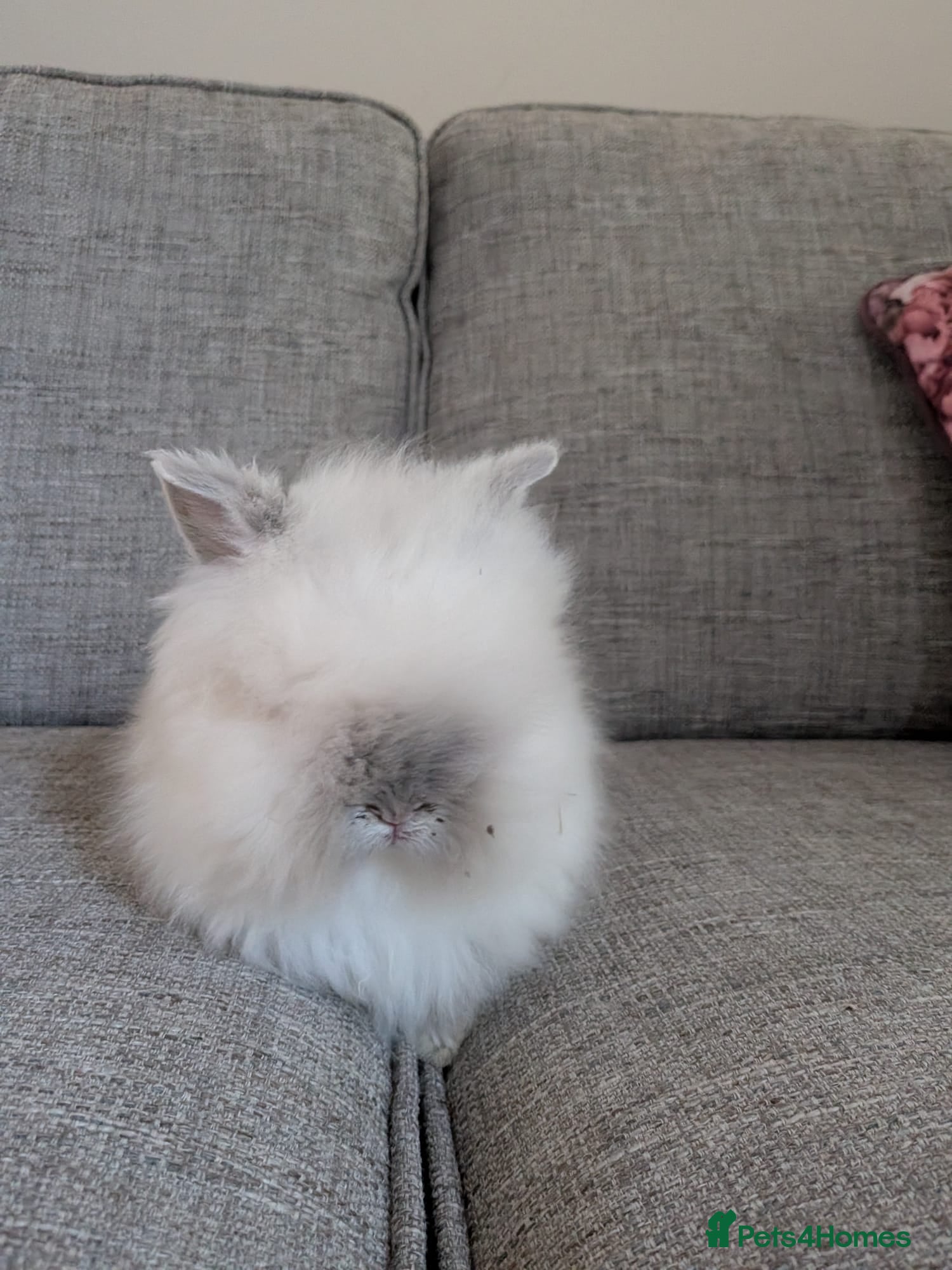 Lionhead rabbits for sale: Beautiful lion head bunnies for sale in Wolverhampton - Advert 3