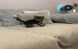 Mixed Breed cats for sale: Mixed breed kittens  - Image 11
