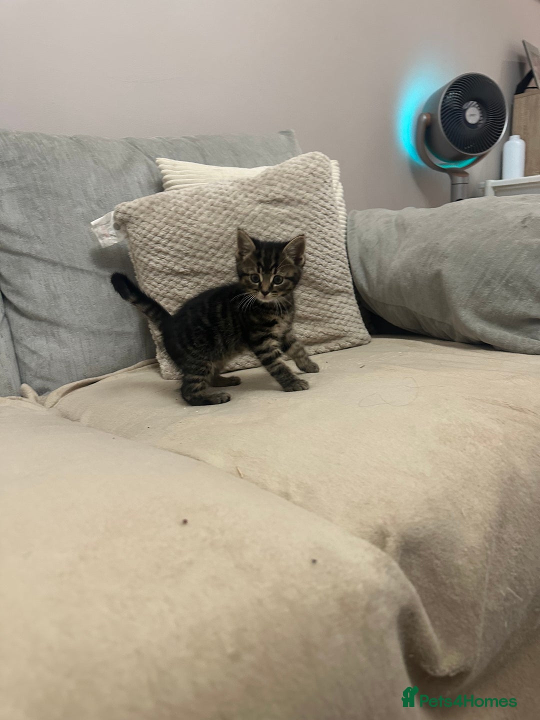 Mixed Breed cats for sale: Mixed breed kittens  - Image 11