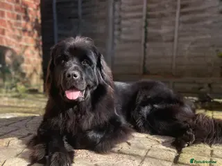 Newfoundland dogs Newfoundland puppies - Advert 1