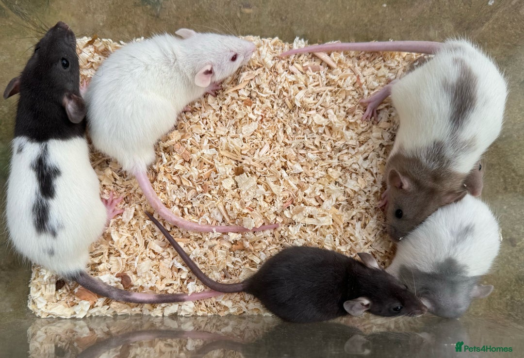 Rat rodents for sale: Young dumbo rats for sale - Image 4