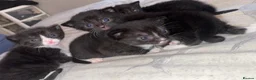 Domestic Shorthair cats for sale: Kittens  in Woodhall Spa - Advert 4