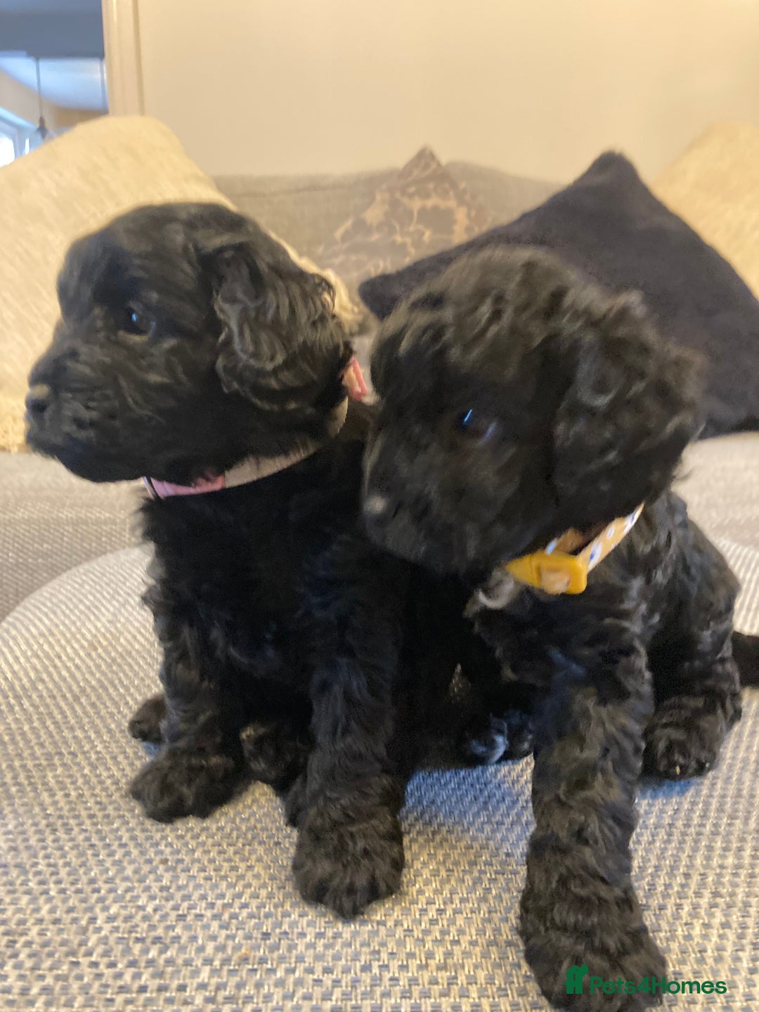 Cavapoo dogs for sale: F1b cavapoo puppies - Advert 10