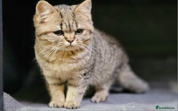 Mixed Breed cats for sale: Beautiful British Shorthair Tabby Female Kittens - Image 11