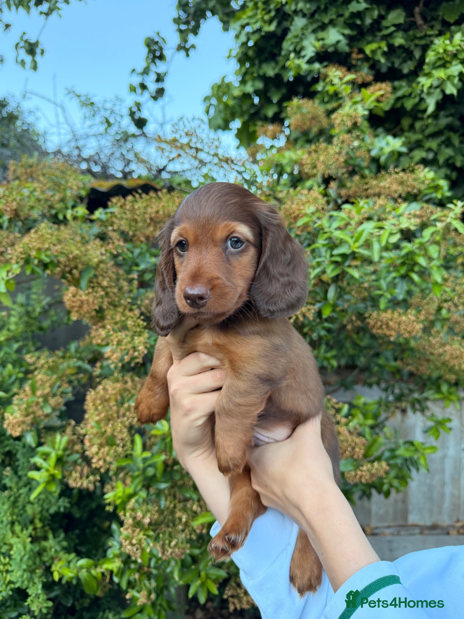 Miniature Dachshund dogs for sale: KC Registered- Long haired Mini Dachshund  in London - Advert 3