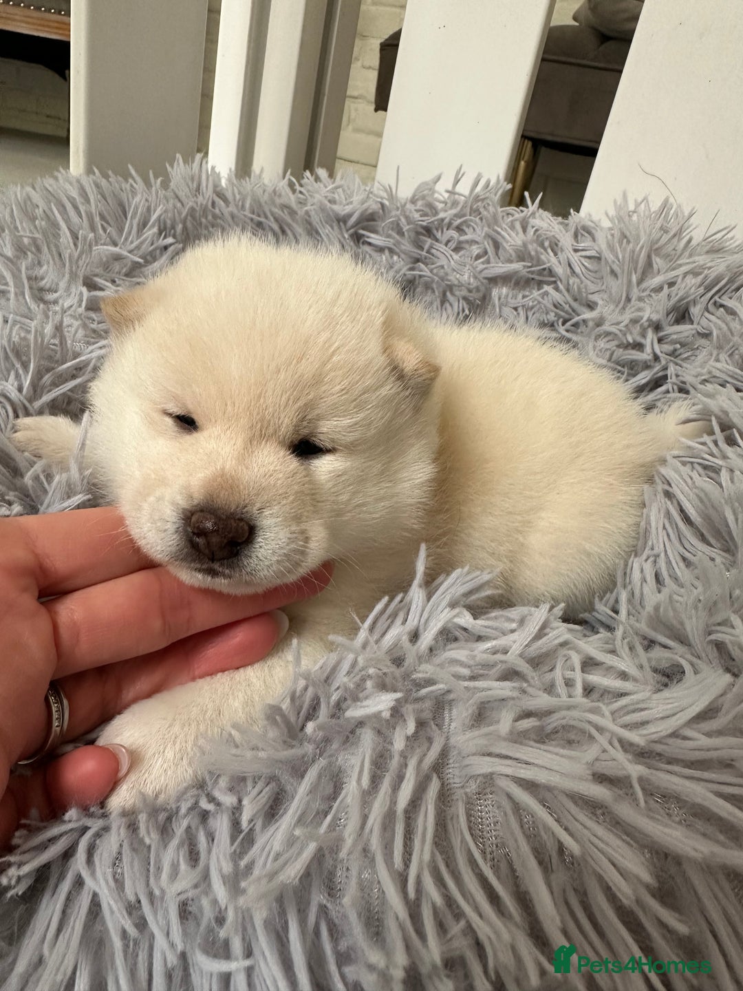 Japanese Shiba Inu dogs for sale: Japanese Shiba Inu puppies - Image 10