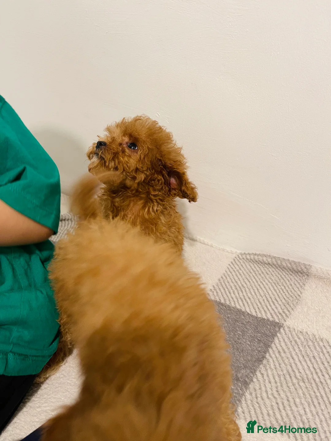 Cavapoo dogs for sale: Beautiful Cavapoo Puppies – Ready for Loving Homes - Advert 11