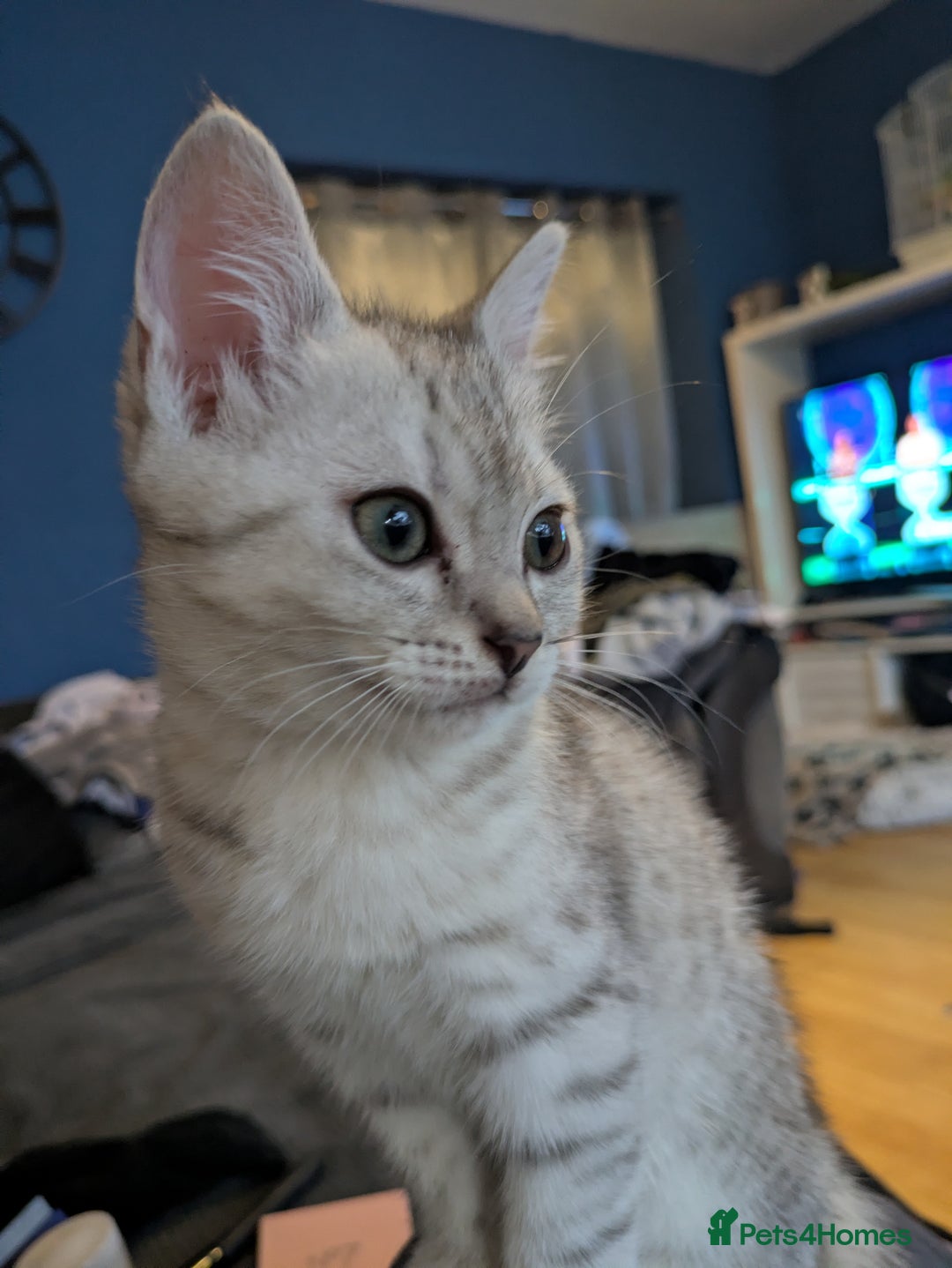 Mixed Breed cats for sale:  Beautiful British Shorthair Cross Ragdoll kittens - Advert 5