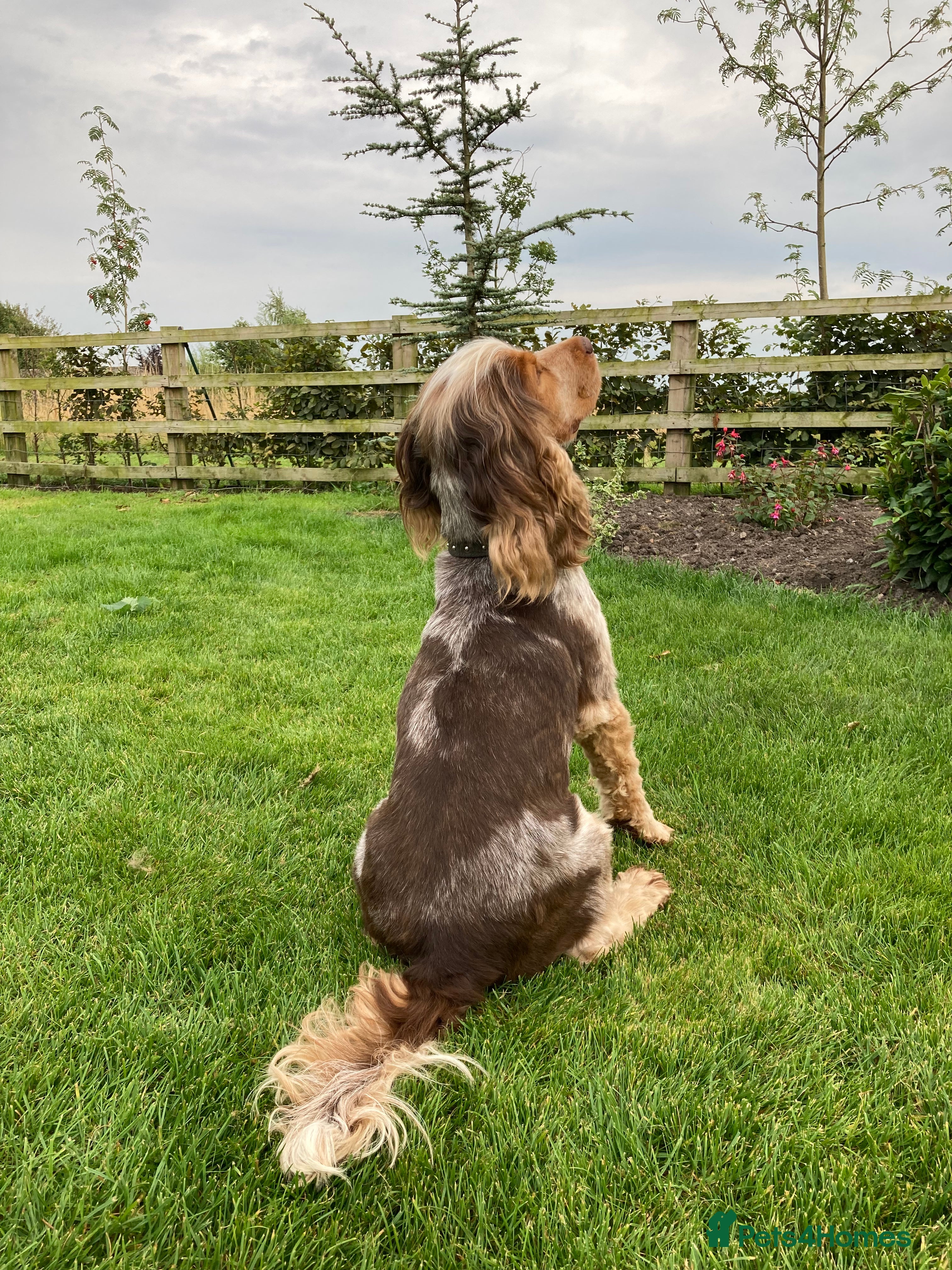 Cocker Spaniel dogs KC ‘Best Practice’ Health 🐾Show 🐾230+ pups born - Advert 9