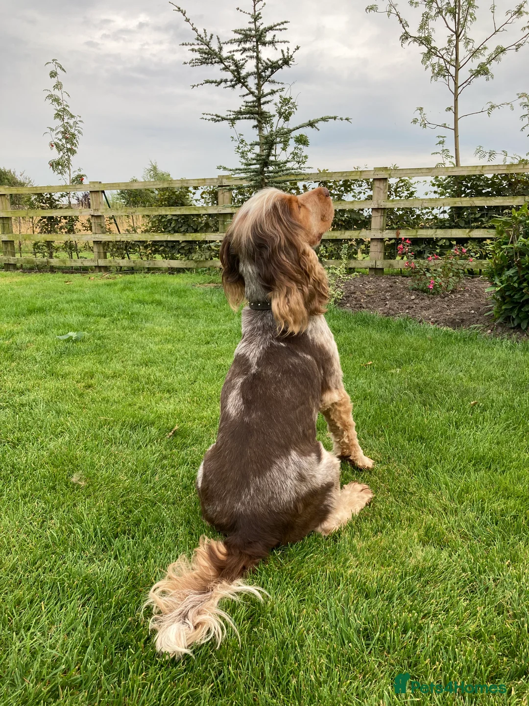 Cocker Spaniel dogs for stud: KC ‘Best Practice’ Health 🐾Show 🐾180+ pups born in Preston - Advert 3