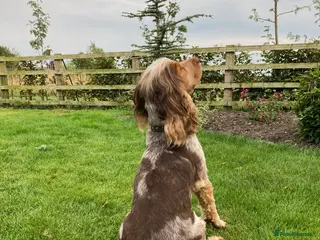 Cocker Spaniel dogs KC Best Practice Health 🐾Show 🐾230+ pups born - Advert 1