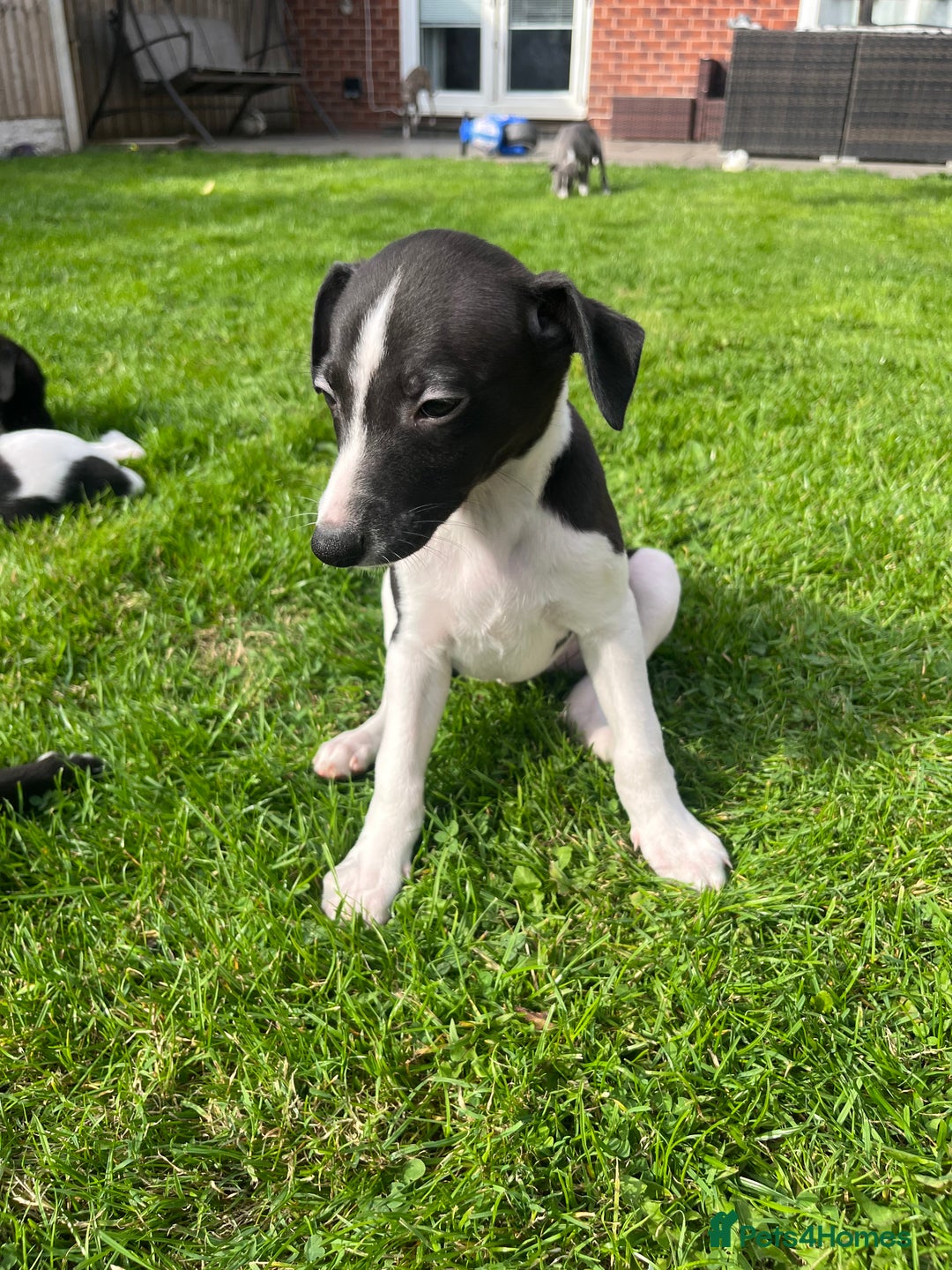 Whippet dogs for sale: Whippets  - Image 7