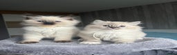 Ragdoll cats for sale: GCCF Ragdoll kittens for sale - Advert 7