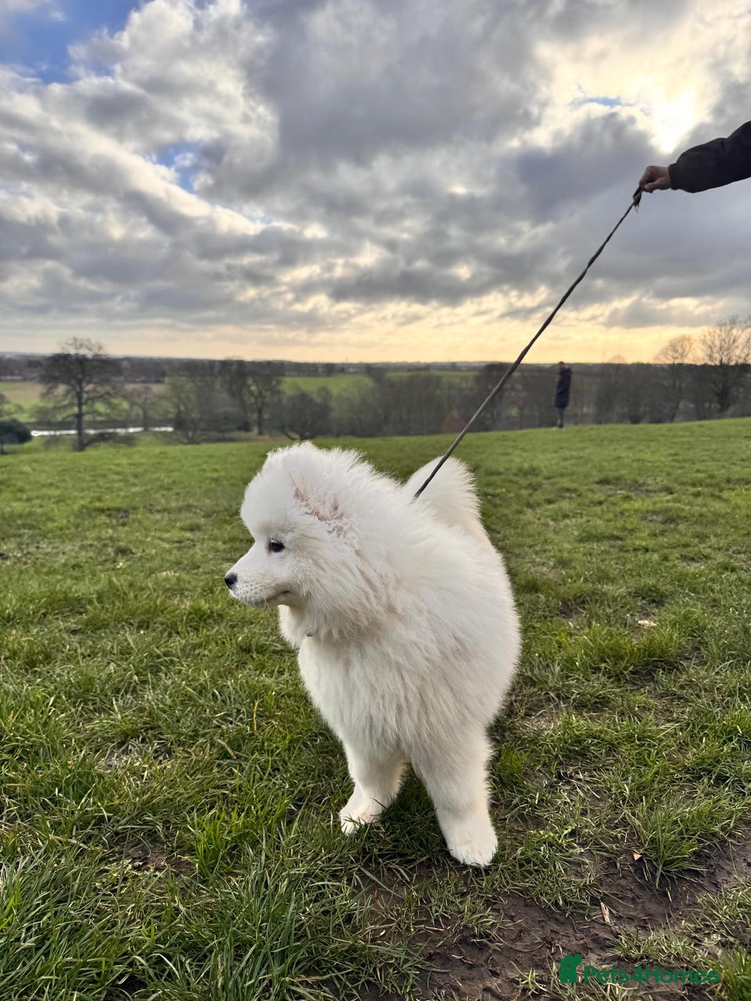 Samoyed dogs for sale: Lovely 4 GIRLS Samoyed puppy - Advert 27