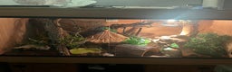 Python Snake reptiles for sale: Ball python  - Advert 3