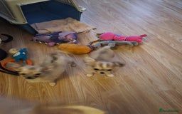 Chihuahua dogs for sale: Long haired chihuahua  - Image 7