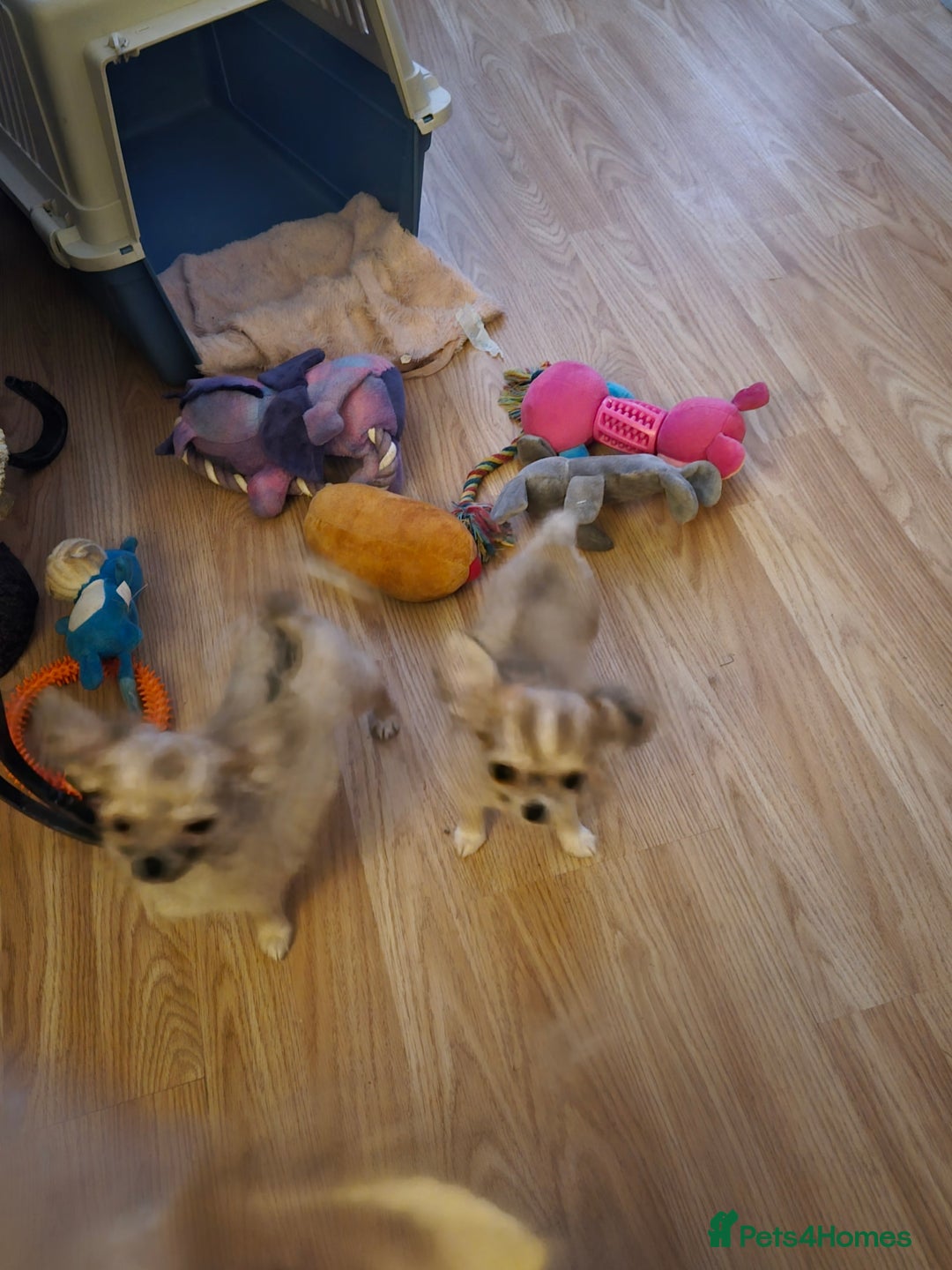Chihuahua dogs for sale: Long haired chihuahua  - Image 7