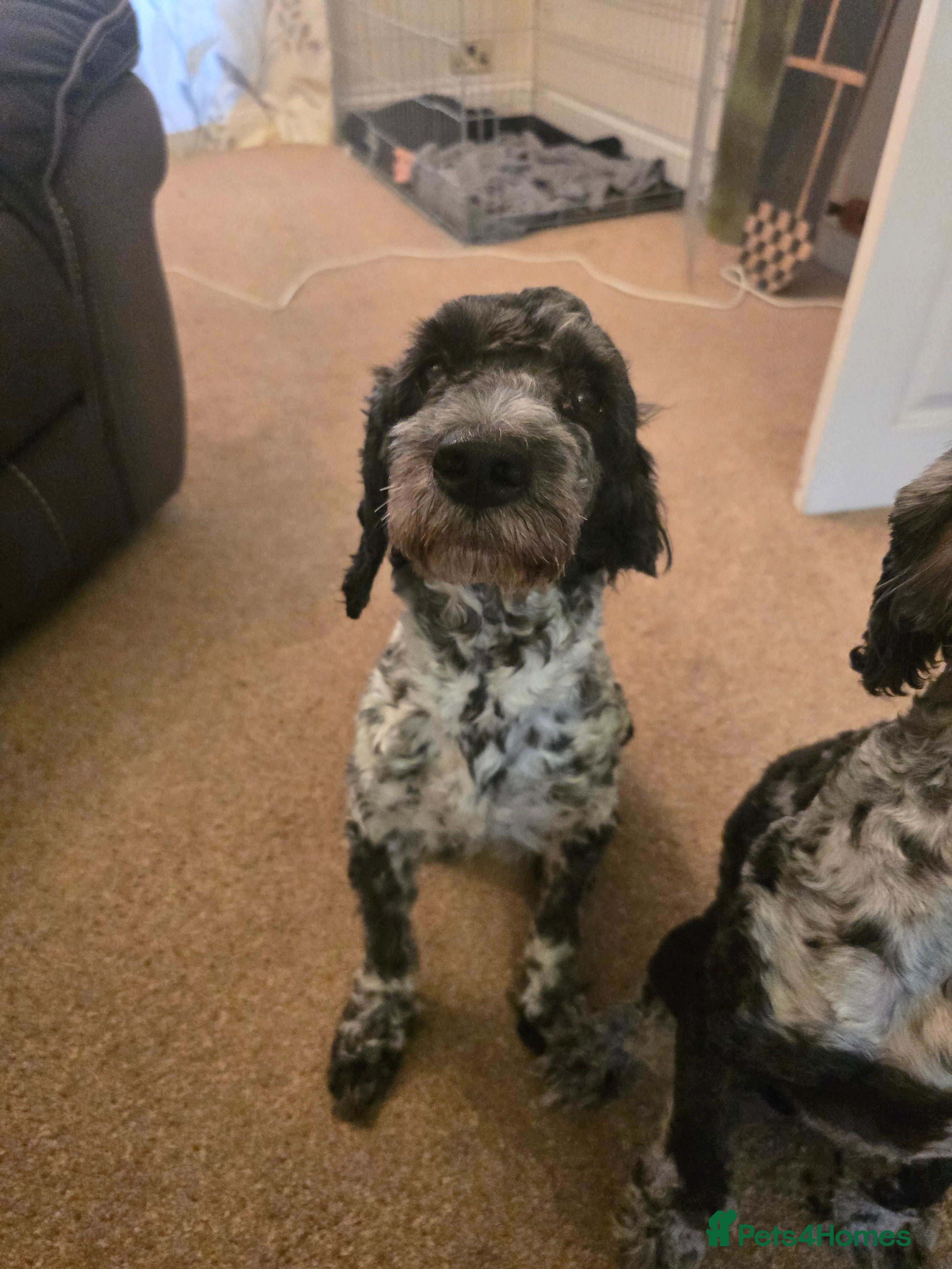 Cockapoo dogs Mearle - Advert 1