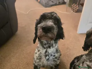 Cockapoo dogs Mearle - Advert 1