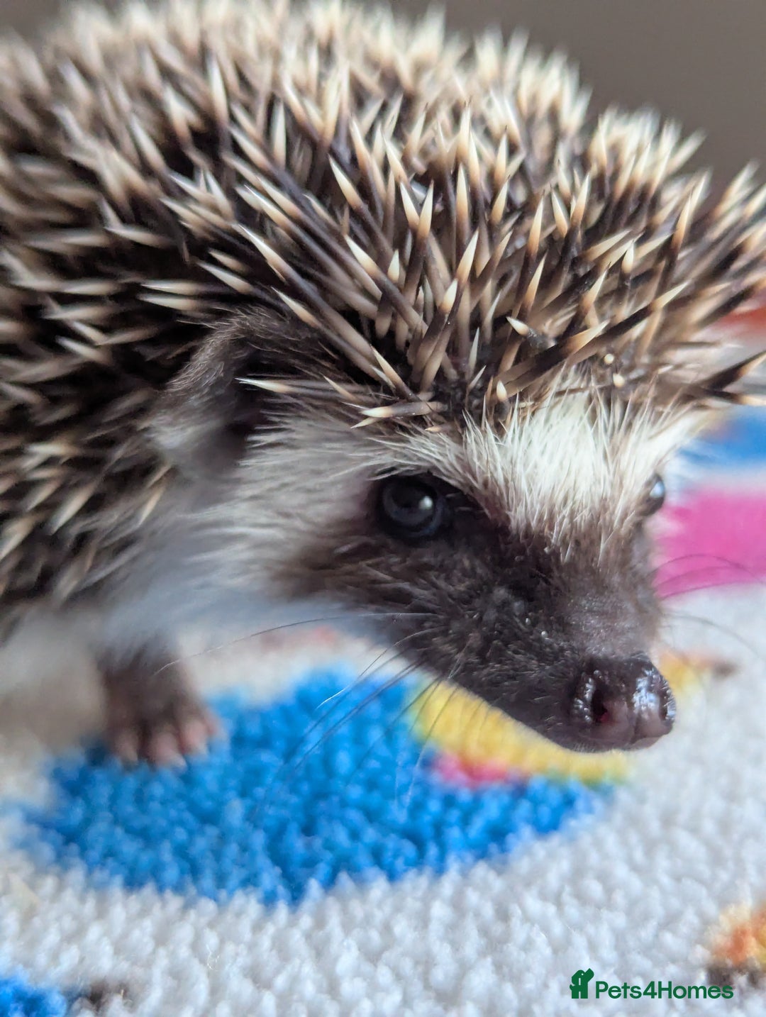 Pygmy Hedgehog rodents for sale: Beautiful Baby Hoglets/Ready Now - Advert 2
