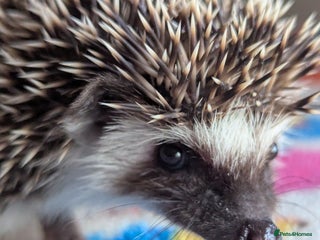 Pygmy Hedgehog rodents Beautiful Baby Hoglets/Ready Now - Advert 3