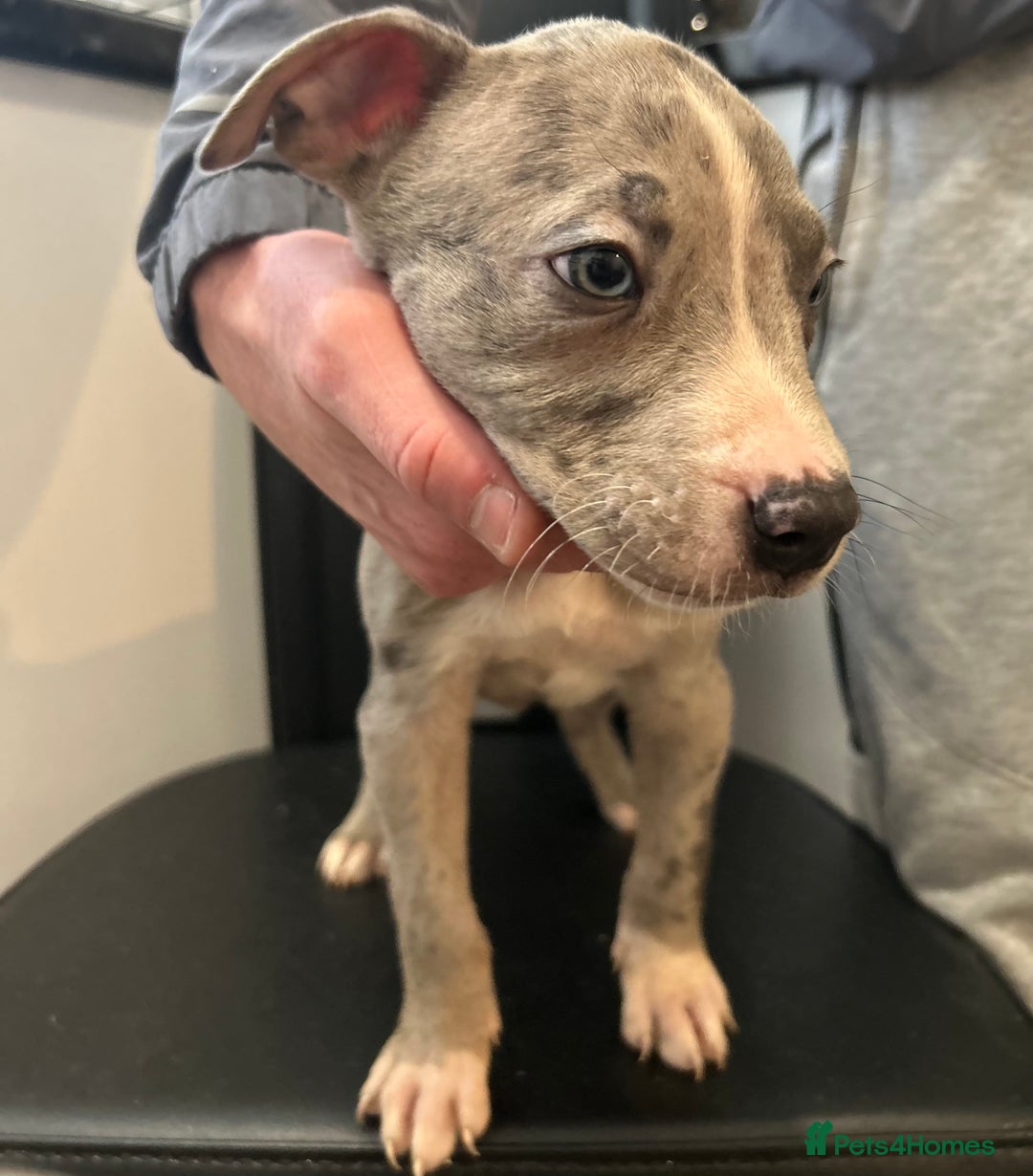 Mixed Breed dogs for sale: Mastiff x Shar pei puppies  - Image 18