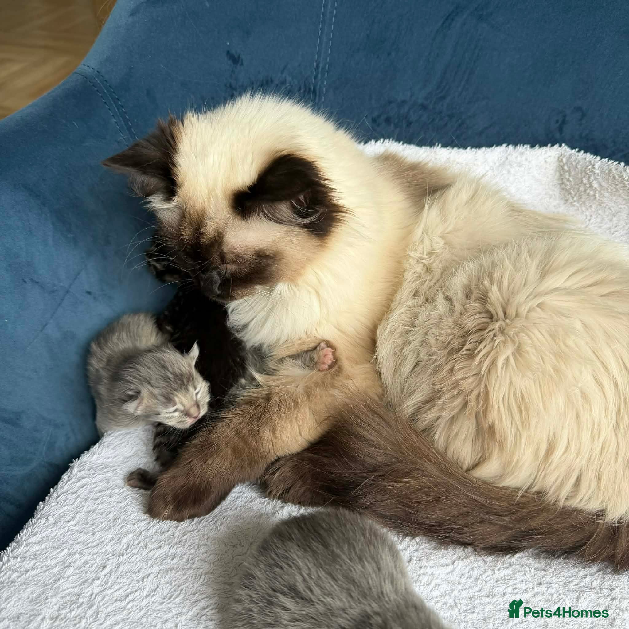 Ragcoon cats Rare Ragacoon Ragdoll x Maine Coon Cross  - Advert 2