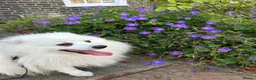 Japanese Spitz dogs for stud: Carlos of Bramley Cottage  in ELY - Advert 8