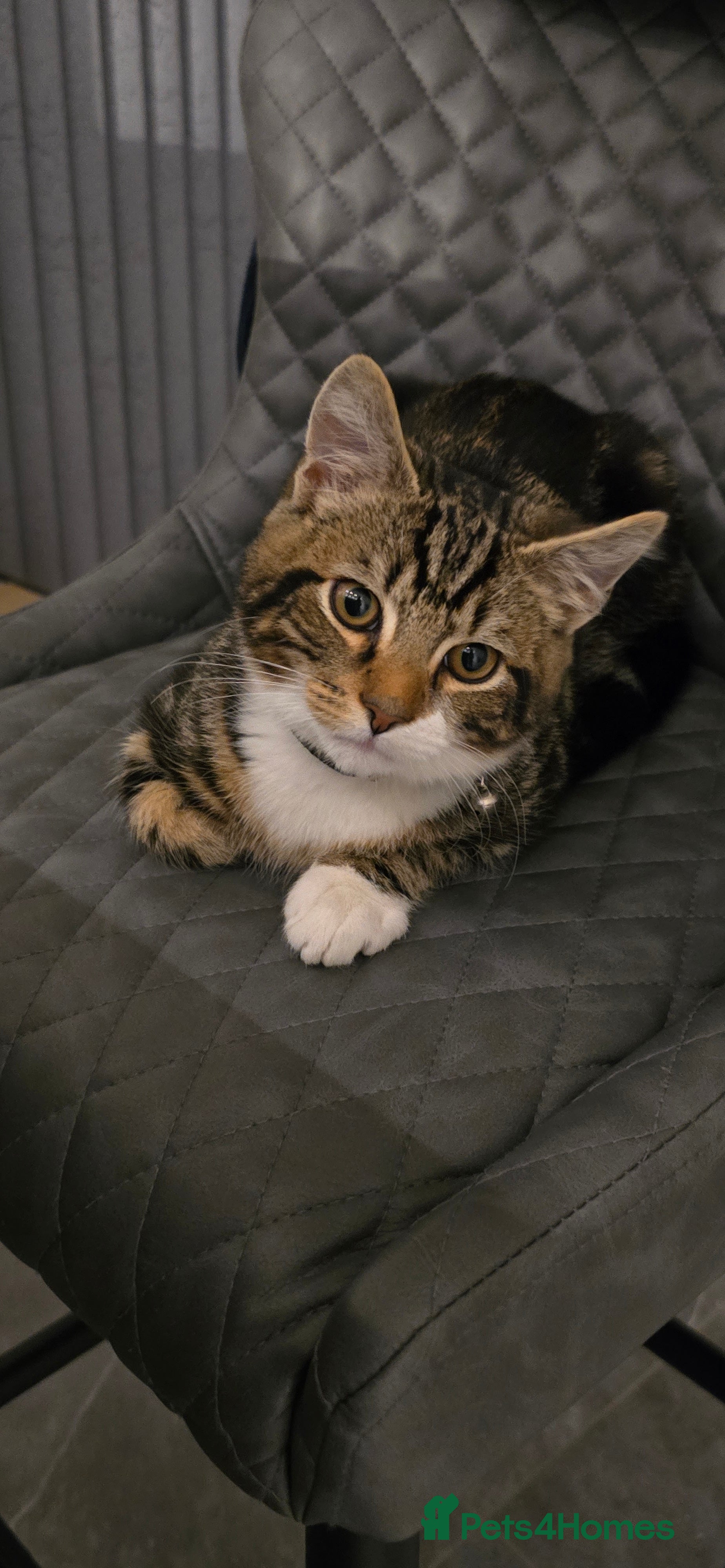 Mixed Breed cats BEAUTIFUL TABBY MALE  - Advert 5