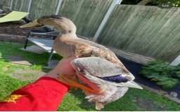 Ducks poultry for sale: 2x Drake Runners - Image 2