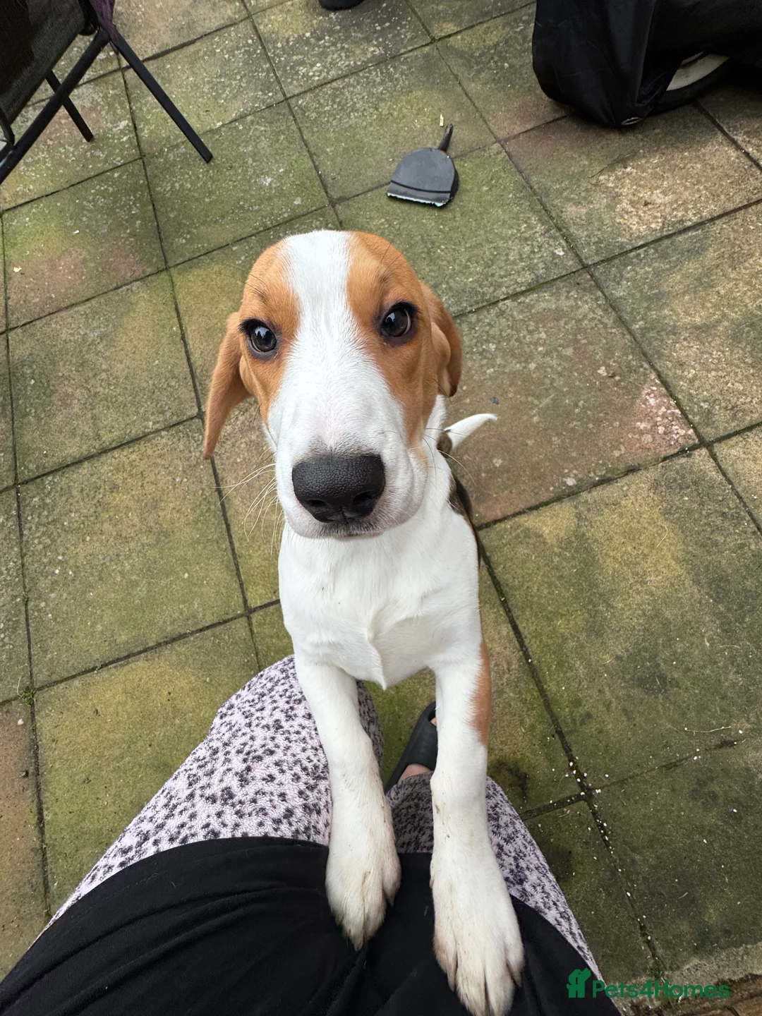 Beagle dogs for sale: Orio  - Advert 5