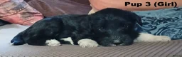 Lurcher dogs for sale: Soppy Bedlington Whippet lurcher puppies  - Advert 36