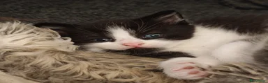 Mixed Breed Kitten 3