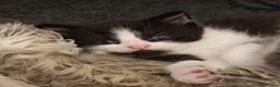 Mixed Breed cats for sale: Beautiful kittens for sale in Buckley - Advert 6