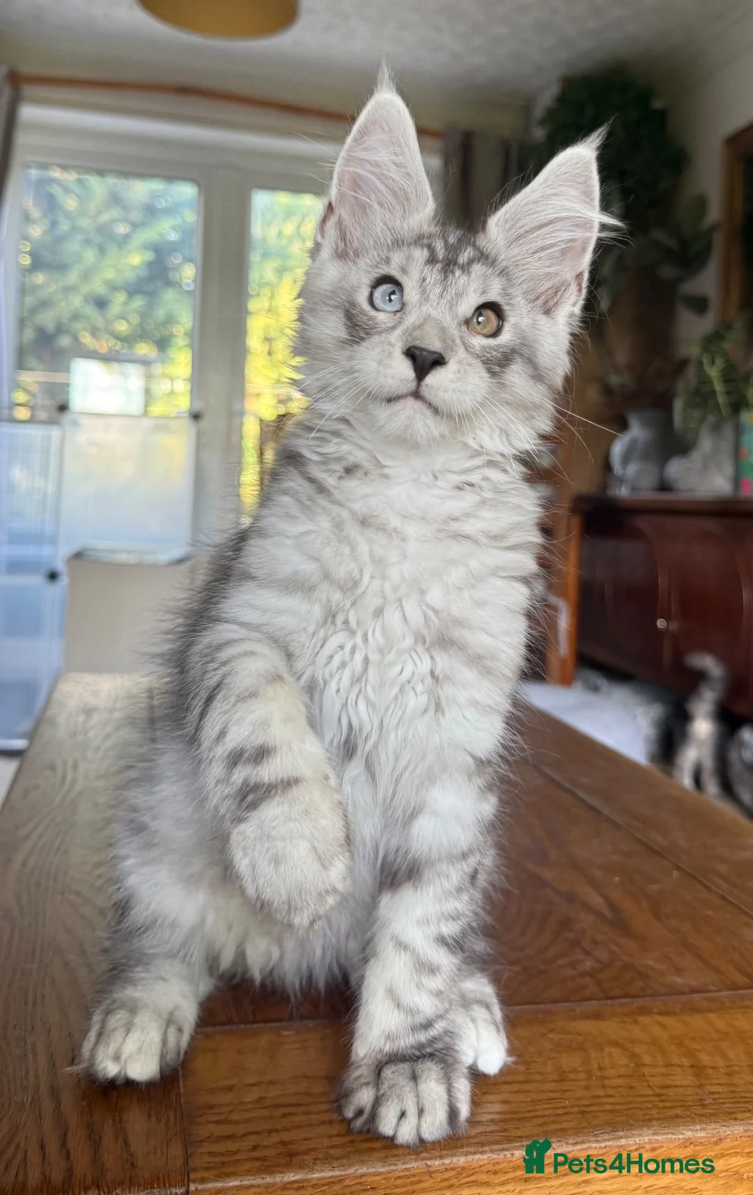Maine Coon cats for sale: 💝Magnificent large TICA kittens 💖 - Advert 1