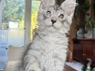 Maine Coon cats 💝Magnificent large TICA kittens 💖 - Advert 4