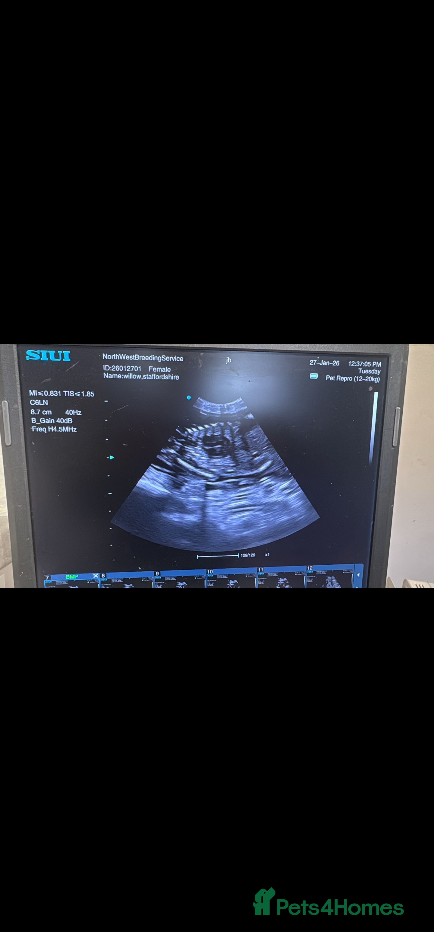 Staffordshire Bull Terrier dogs Red staffordshire bull terrier pups - Advert 1