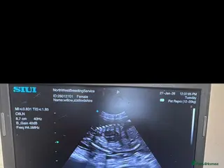 Staffordshire Bull Terrier dogs Red staffordshire bull terrier pups - Advert 1