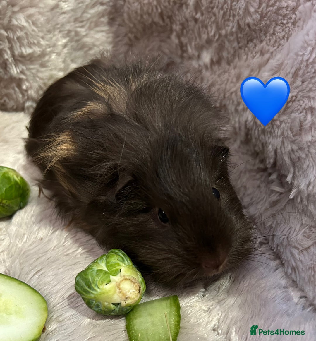 Guinea Pig rodents for sale: GORGEOUS BABY GUINEA PIGS - Advert 13