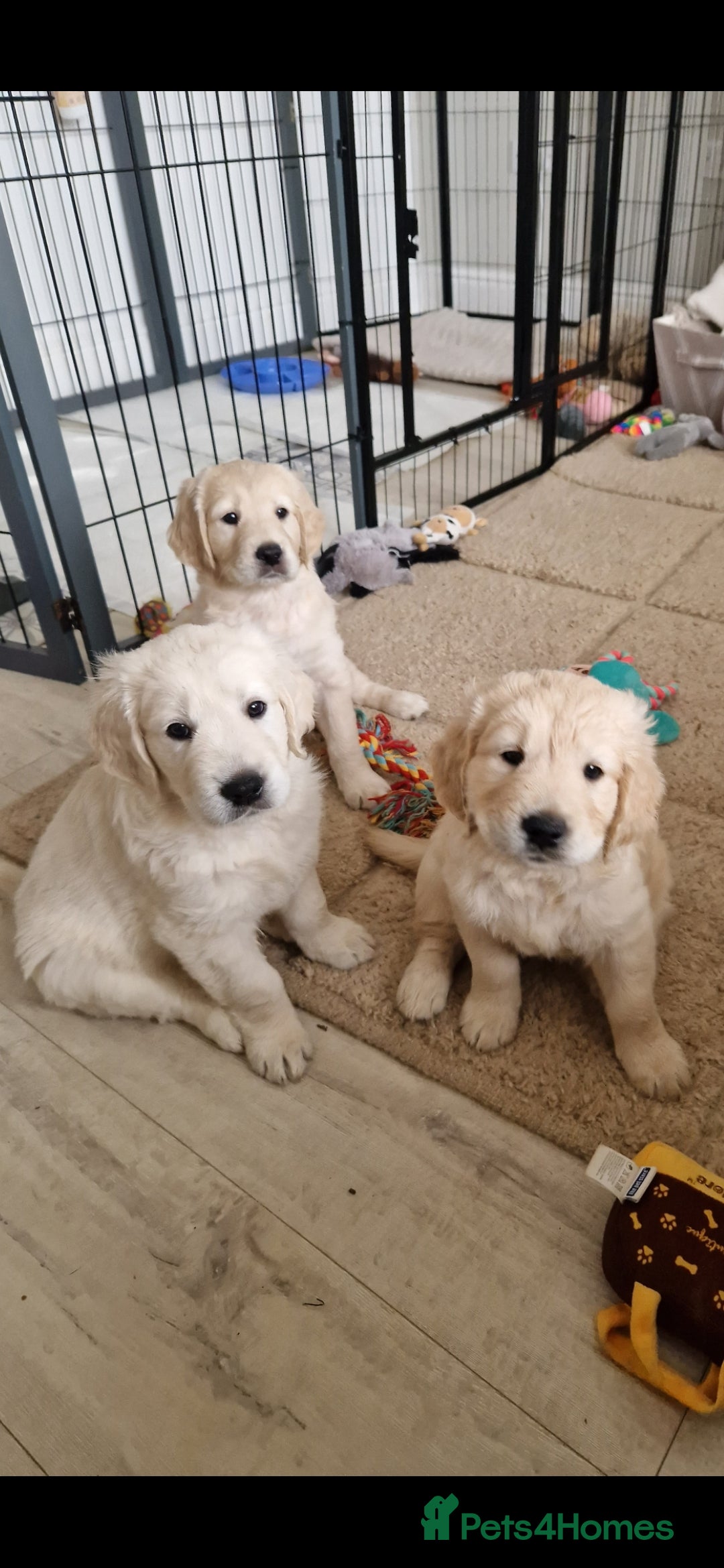 Golden Retriever dogs for sale: Stunning golden retriever babies - Image 27
