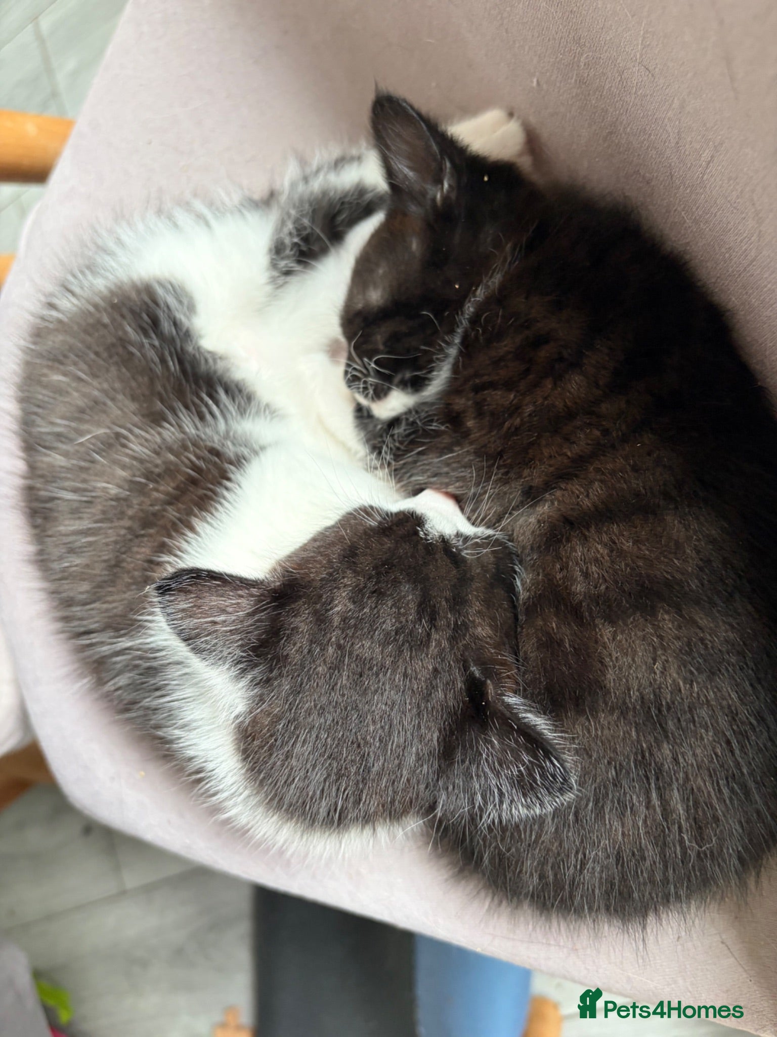 Mixed Breed cats 2 kittens for sale.  - Advert 1