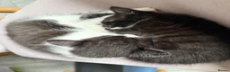 Mixed Breed cats for sale: 2 kittens for sale.  - Advert 1