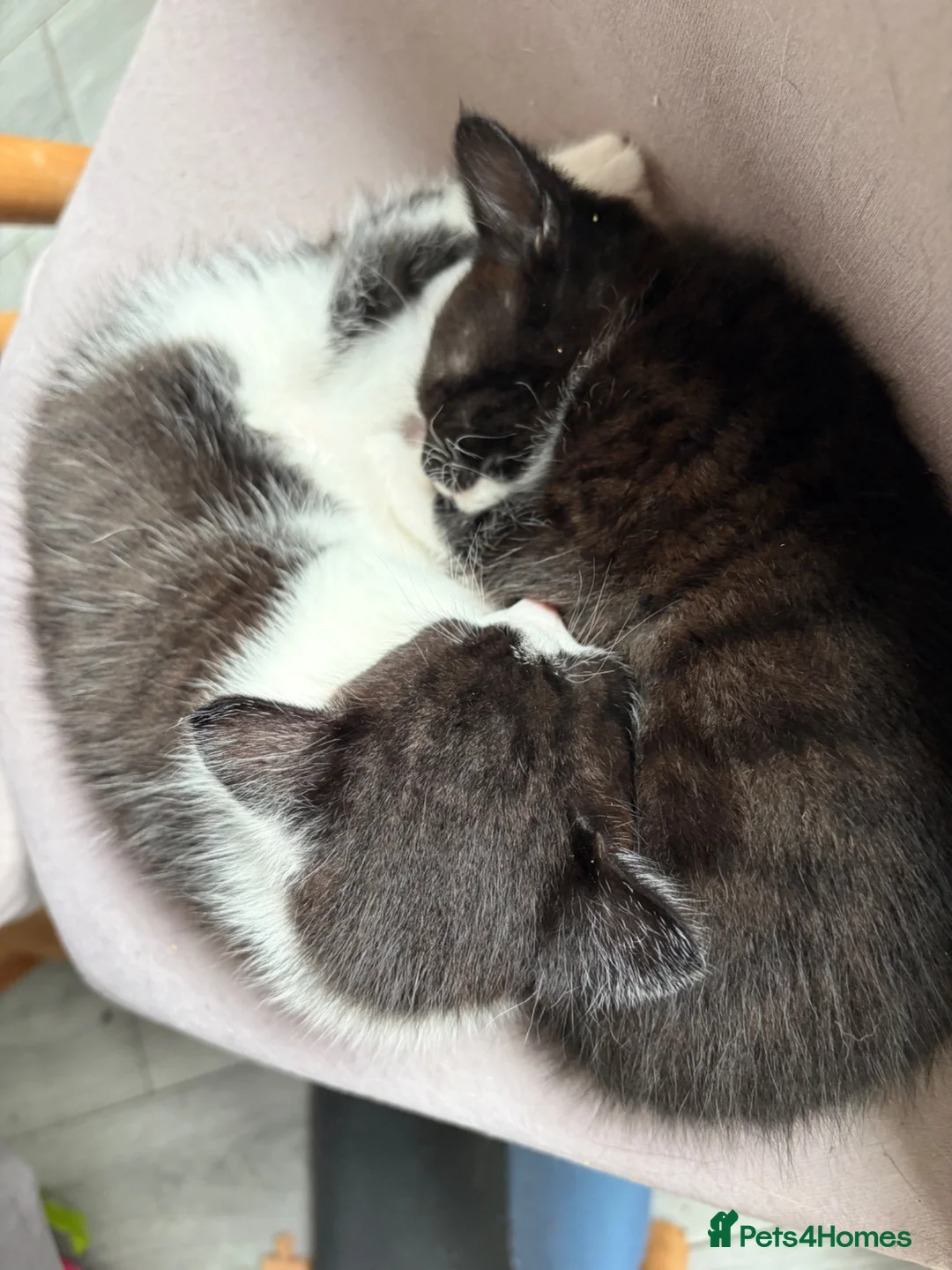 Mixed Breed cats for sale: 2 kittens for sale.  - Advert 1